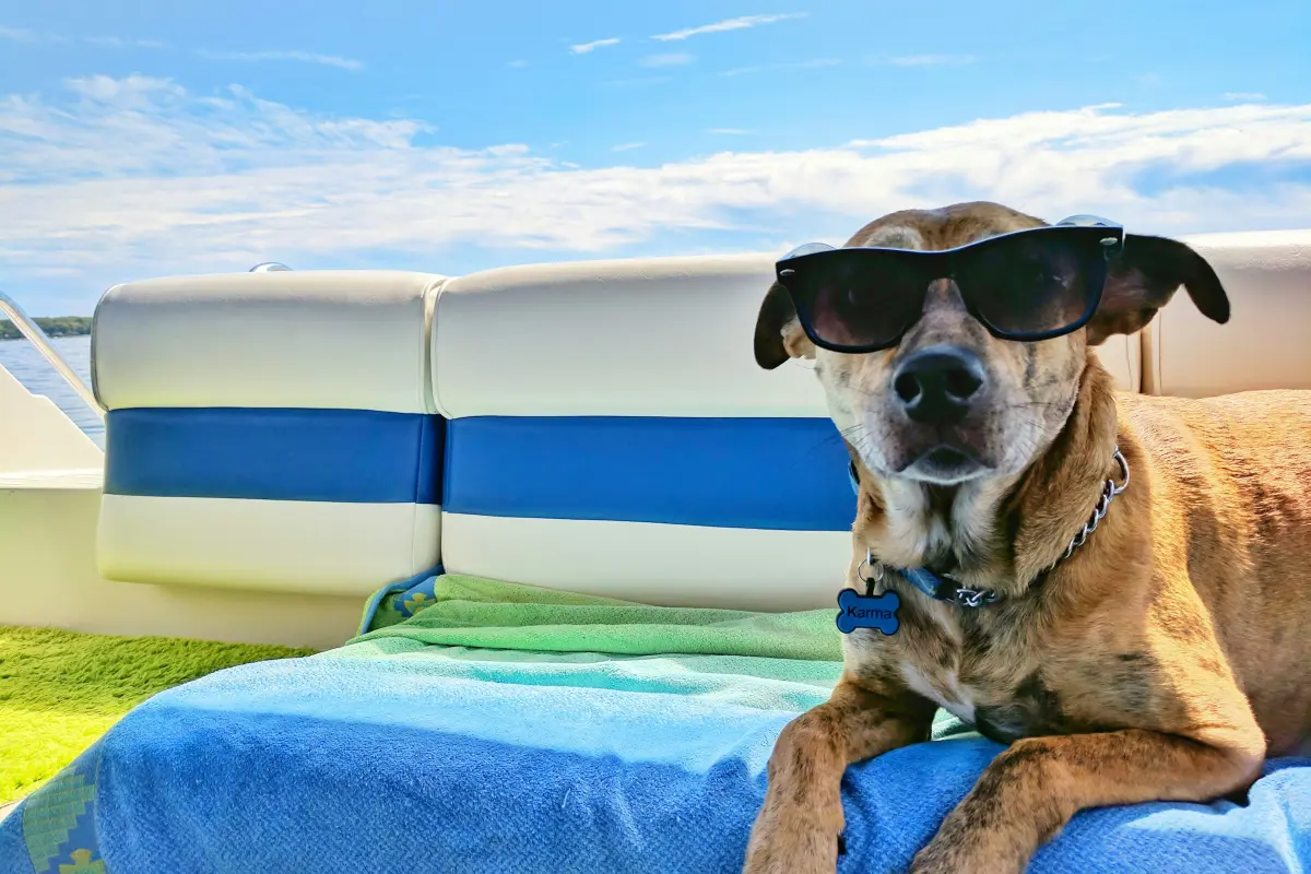 Sommerurlaub mit Hund - Darauf solltest du achten