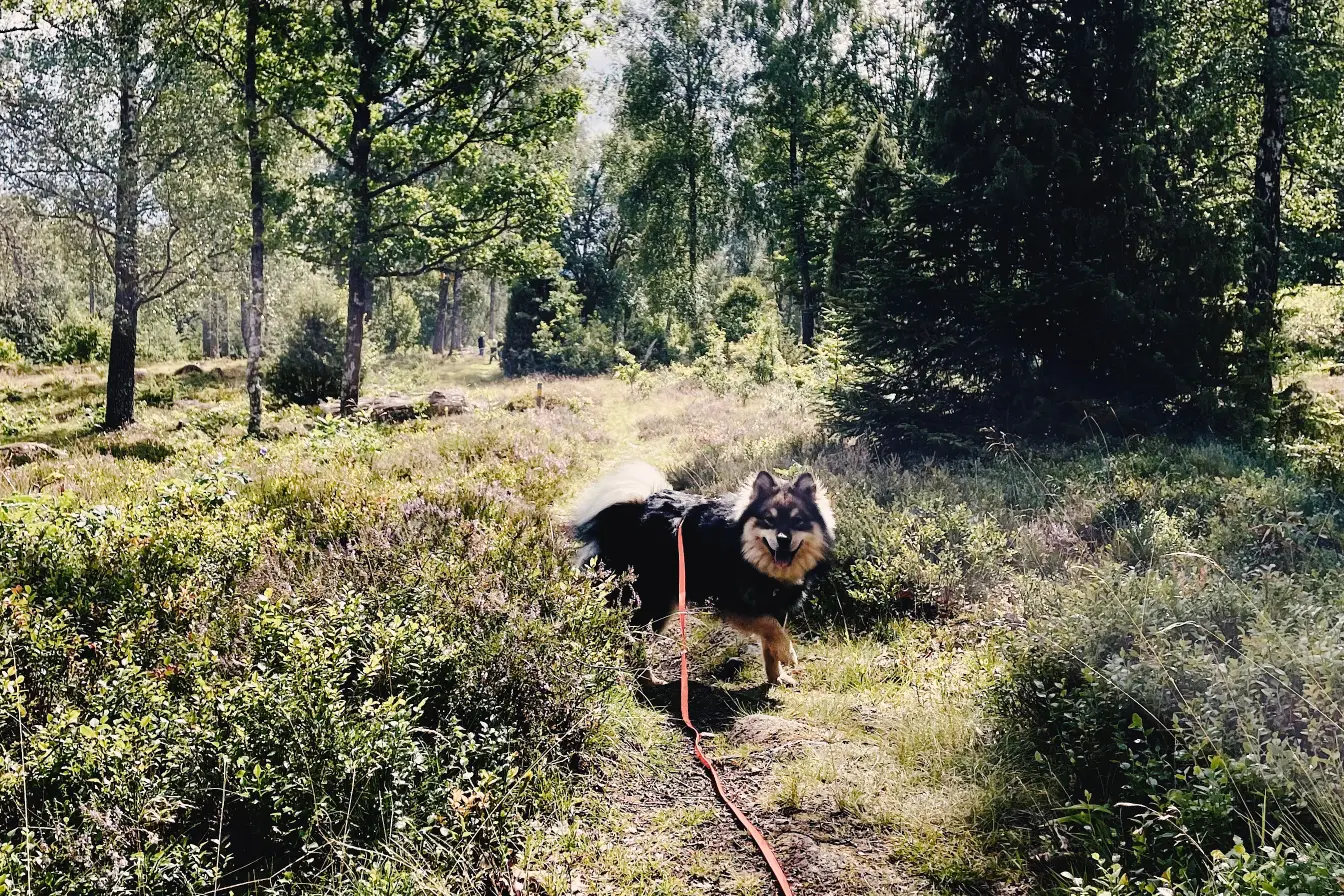 Die erste Reise mit Hund und Kindern nach Schweden und Norwegen